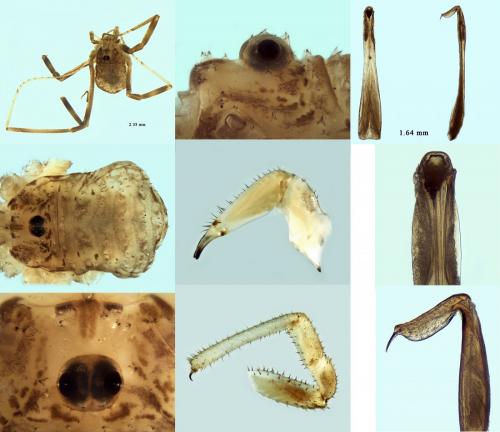 Réf. 219 597 : Opilio saxatilis